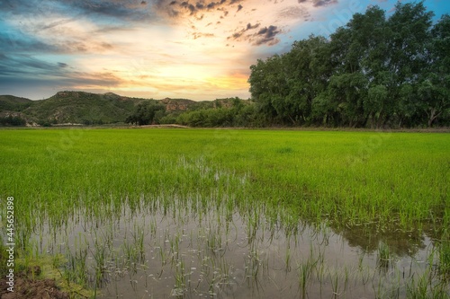 paisaje de arrozales en calasoarra,murcia