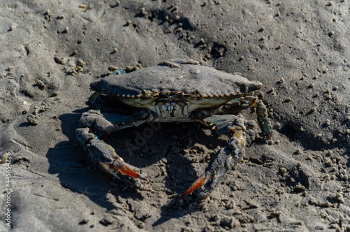 Blue Crab covered in Sand