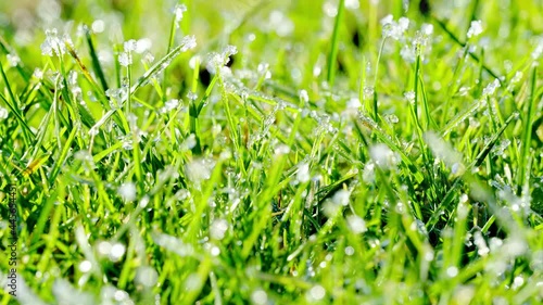 Time lapse of frost melting on green grass in the morning sunlight in spring