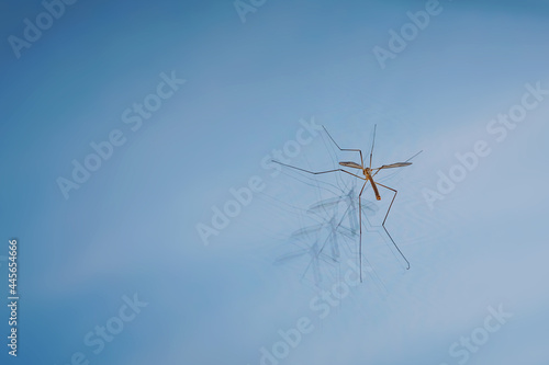 Crane fly on glass window. Large mosquito sits on window glass. Cranefly close up