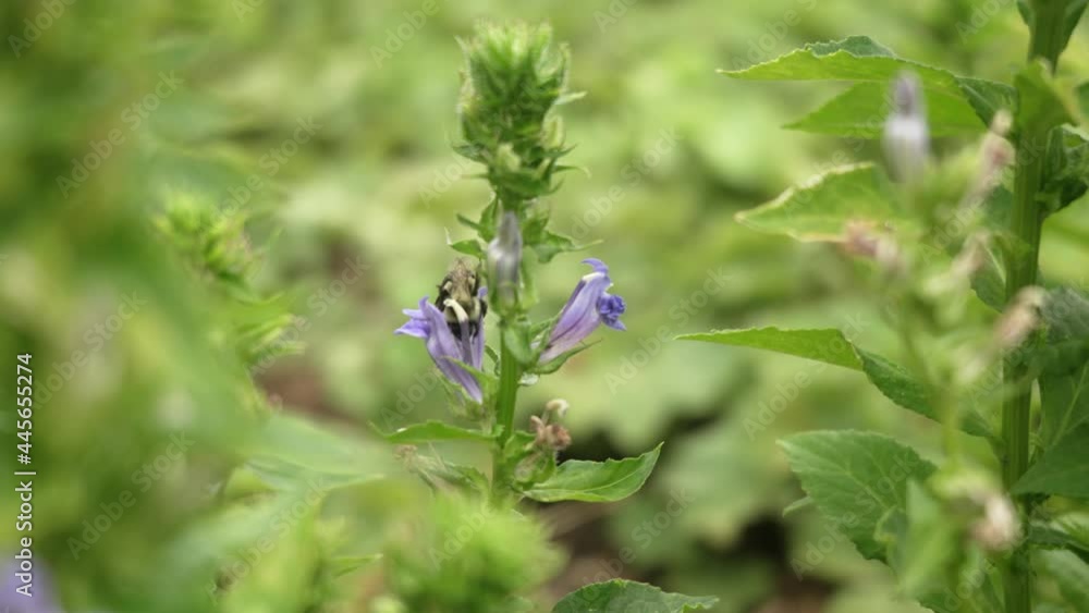 A closeup slow motion view of a single bee pollinating purple flowers. A closeup slow motion view of a single bee pollinating purple flowers.