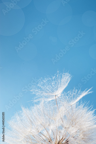 White fluffy dandelion in sunlight on blue background. Bright sunny flower with fly seeds  close up.