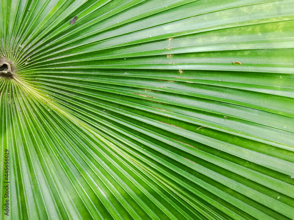 green leaf texture background green leaf texture background