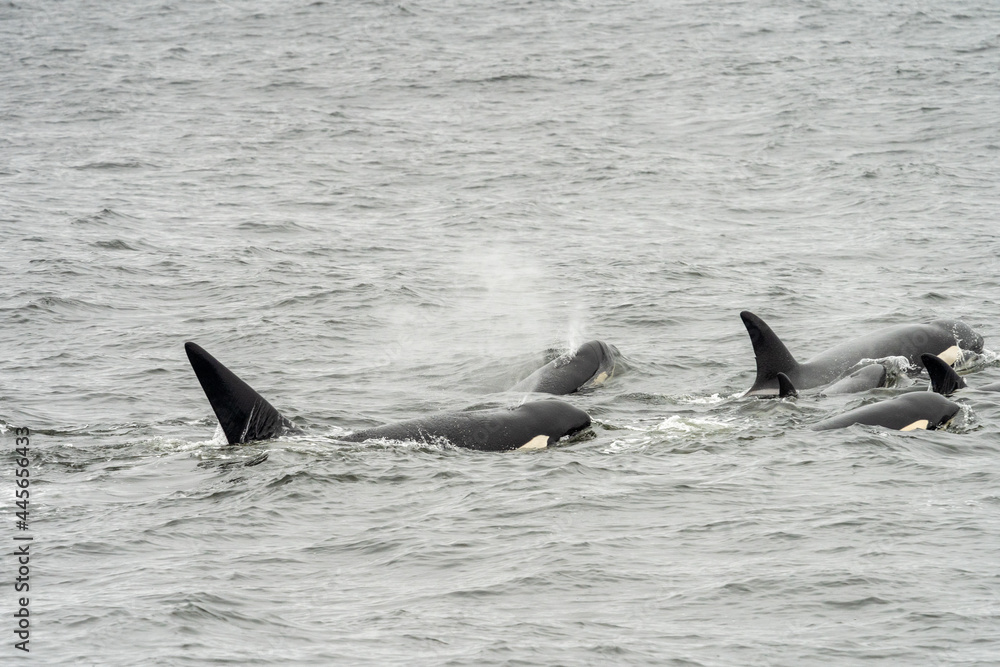 Fototapeta premium Biggs transient killer whales in Monterey Bay California
