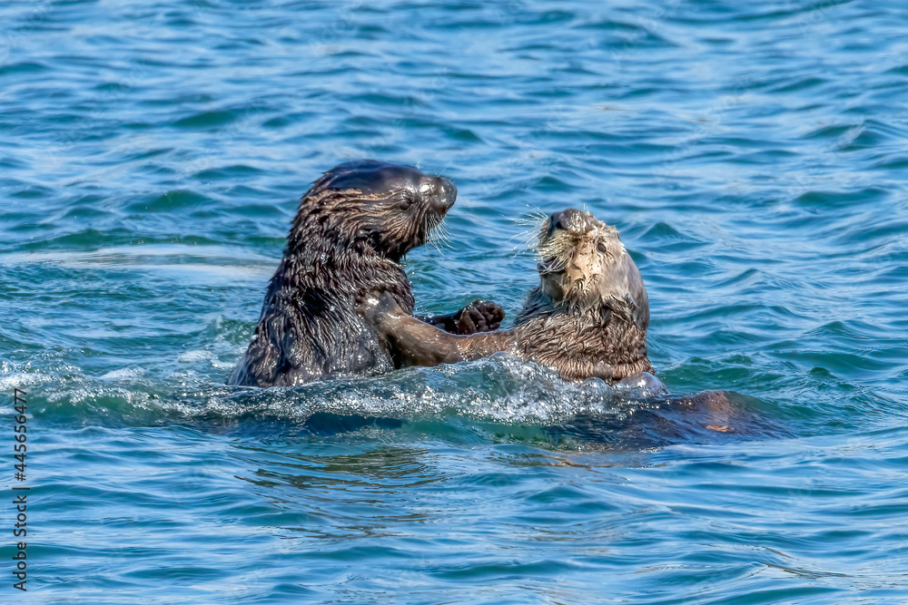 Fototapeta premium Two California Sea Otters playing in Monterey Bay