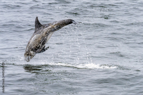 Risso's Dolphin breaching  out of water in Monterey Bay California photo