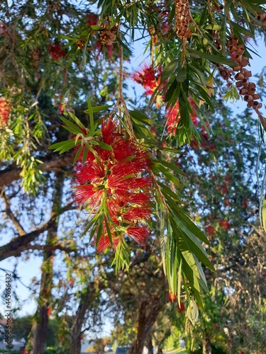 Native Australia plant  natural red Bottlebrush flower photograph