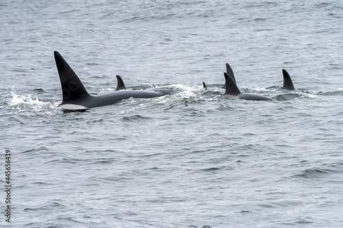 Biggs transient killer whales in Monterey Bay California © kcapaldo