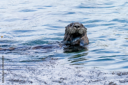 California Sea Otter looking right at the camera