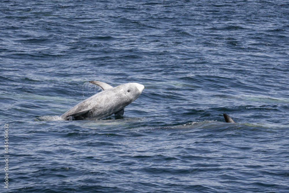 Fototapeta premium Risso's Dolphin breaching in Monterey Bay California