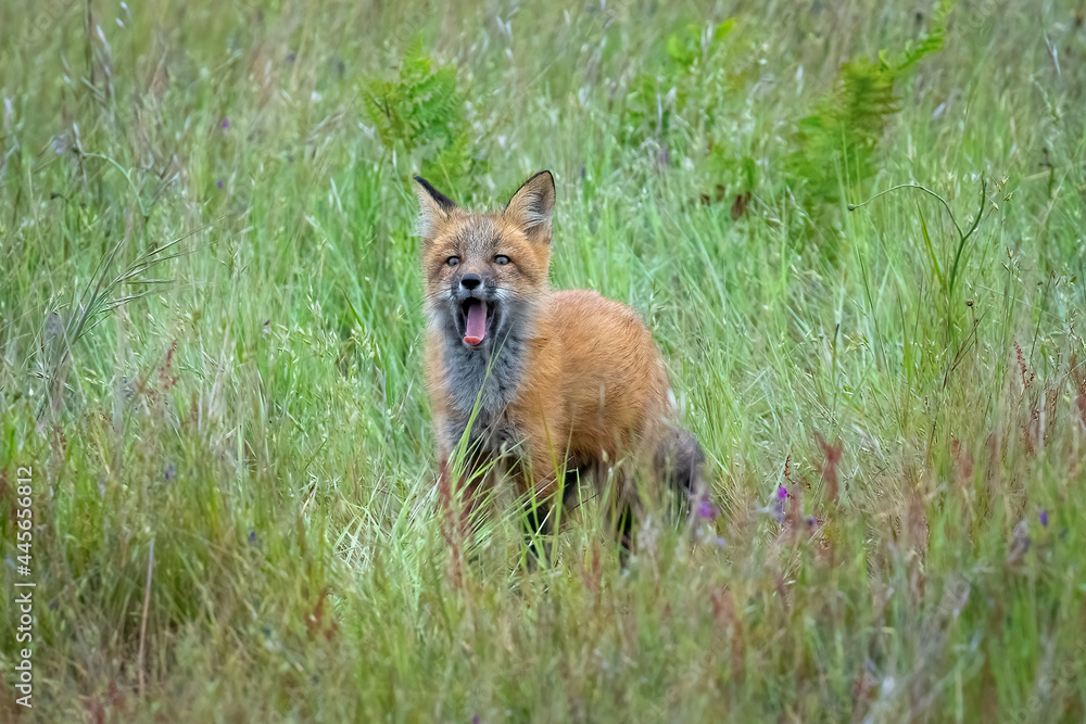 Fototapeta premium Red fox babies on San Juan Island