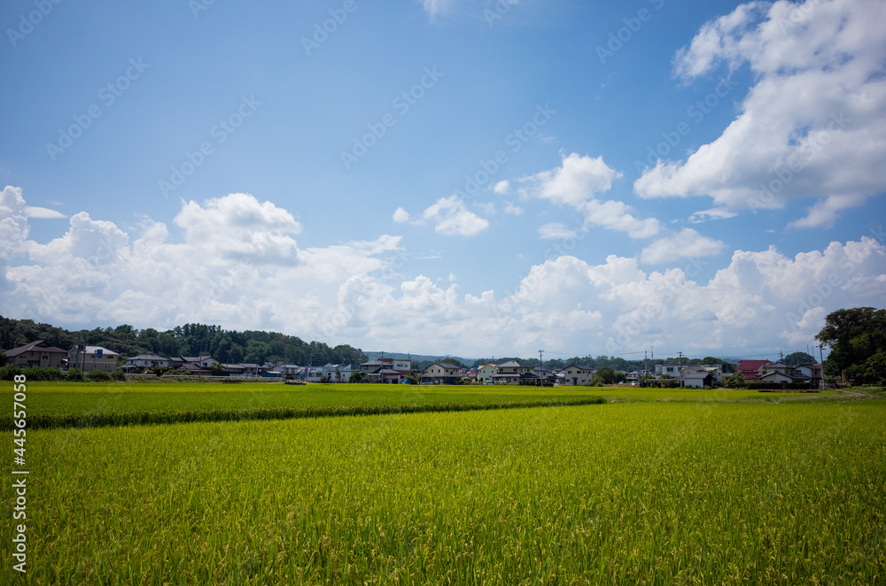 scenery of summer rice field and blue sky in nagano pref, japan