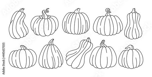 Pumpkin doodle line set. Autumn contour ripe whole pumpkins icon. Halloween or Thanksgiving Day festival symbol harvest collection. Trendy agricultural hand drawn contour vegetable. Isolated vector