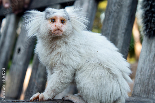Photography white monkey