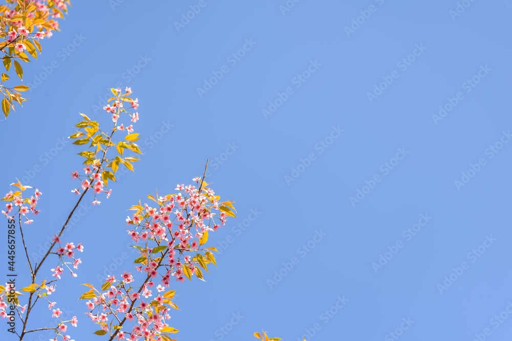 Wild Himalayan Cherry or Sakura Thailand at Plu Lom Lo in blue sky.