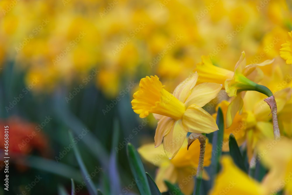 Amazing Yellow Daffodils flower field in the morning sunlight. The perfect image for spring background Amazing Yellow Daffodils flower field in the morning sunlight. The perfect image for spring background