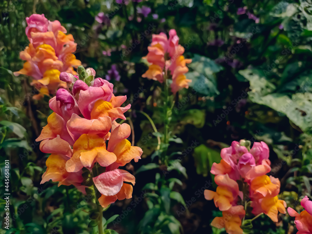 Antirrhinum is a genus of plants commonly known as dragon flowers because of the flowers' fancied resemblance to the face of a dragon that opens and closes its mouth when laterally squeezed. Antirrhinum is a genus of plants commonly known as dragon flowers because of the flowers' fancied resemblance to the face of a dragon that opens and closes its mouth when laterally squeezed.