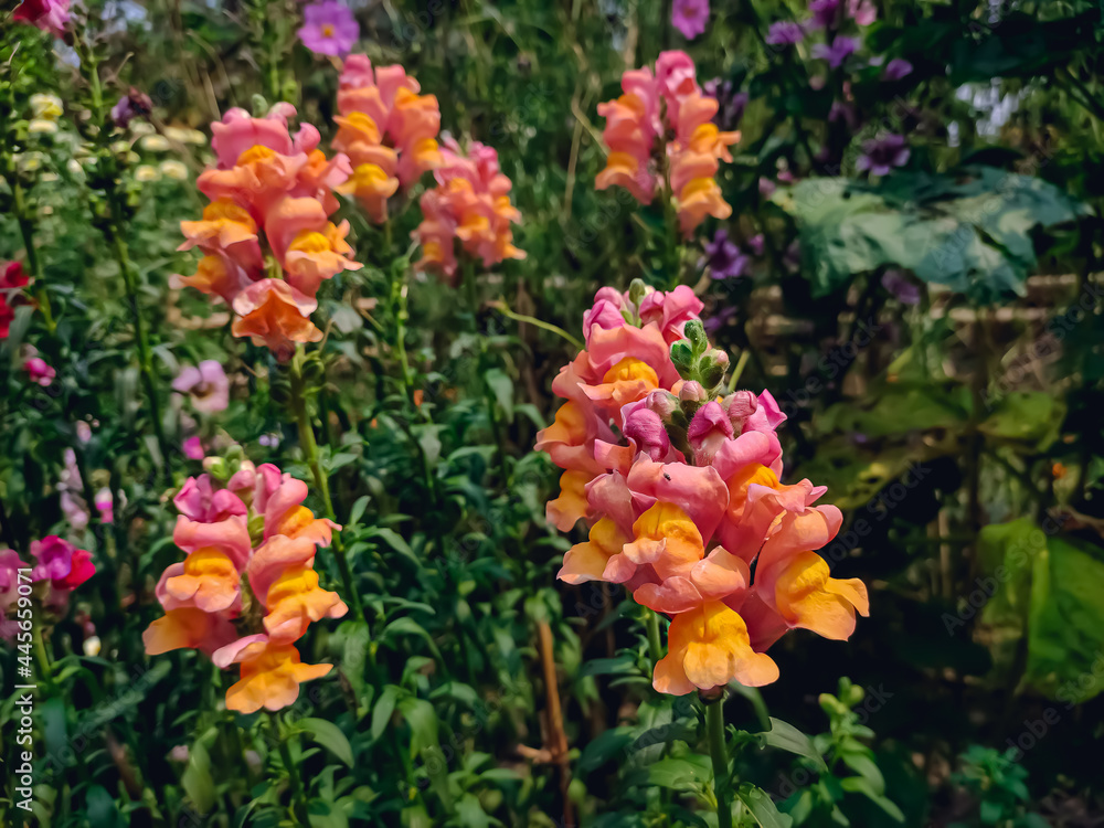Antirrhinum is a genus of plants commonly known as dragon flowers because of the flowers' fancied resemblance to the face of a dragon that opens and closes its mouth when laterally squeezed.