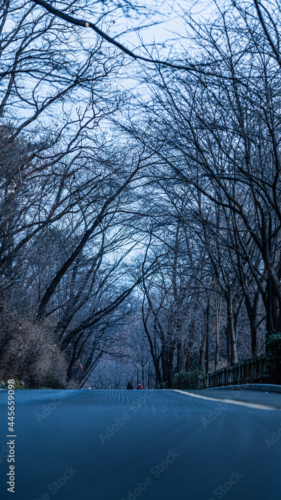 Fototapeta premium winter in the park