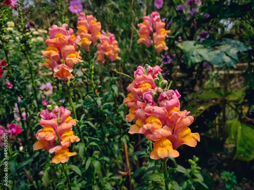 Antirrhinum is a genus of plants commonly known as dragon flowers because of the flowers' fancied resemblance to the face of a dragon that opens and closes its mouth when laterally squeezed.