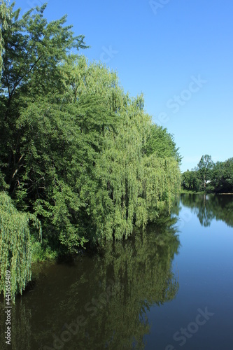 Trees reflecting on river