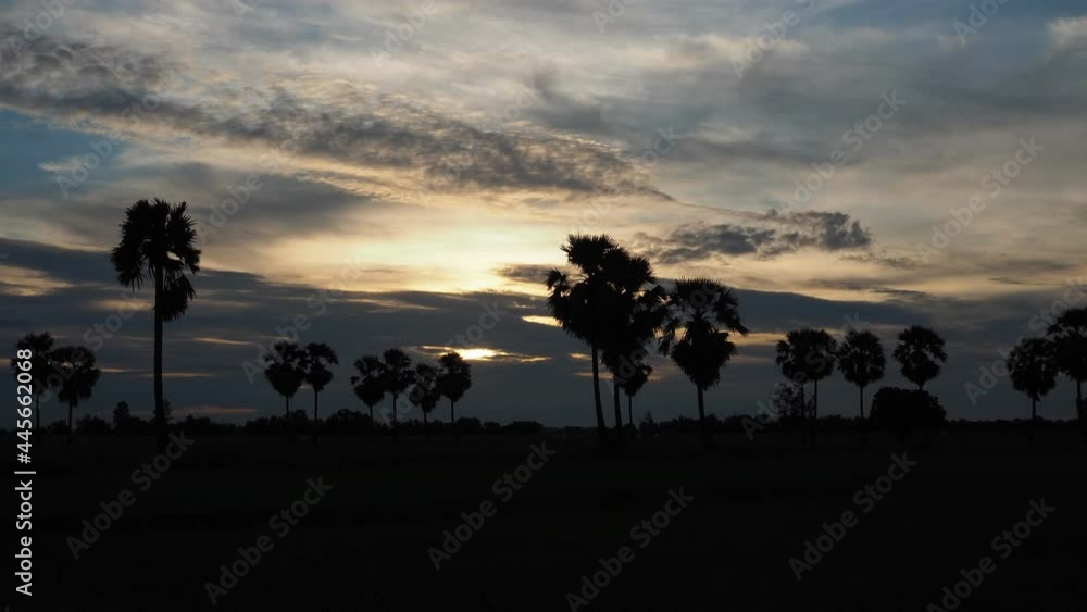Time Lap of Grassland and Coconut Trees at Sunset. Time Lap of Grassland and Coconut Trees at Sunset.