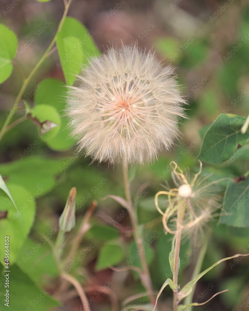 A Giant Dandelion in Yellowstone National Park A Giant Dandelion in Yellowstone National Park