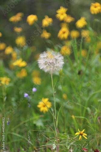 A Giant Dandelion in Yellowstone National Park © Charles