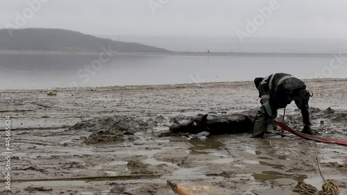 ARGES, ROMANIA - Nov 11, 2019: The firefighters rescuing a stuck horse in the mud on shore of lake Valcelele in HD photo