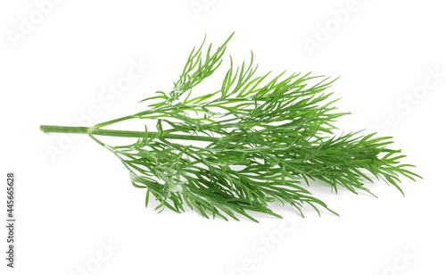 Sprig of fresh dill on white background