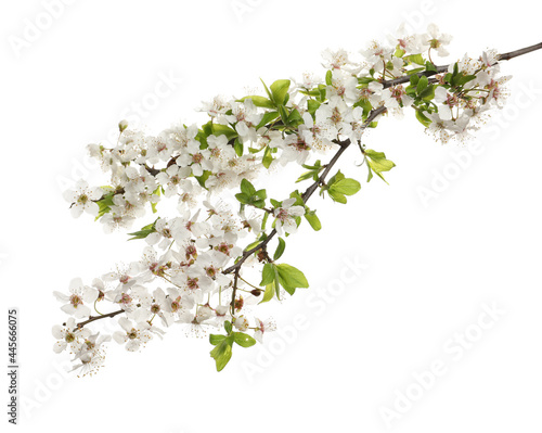 Cherry tree branches with beautiful blossoms isolated on white