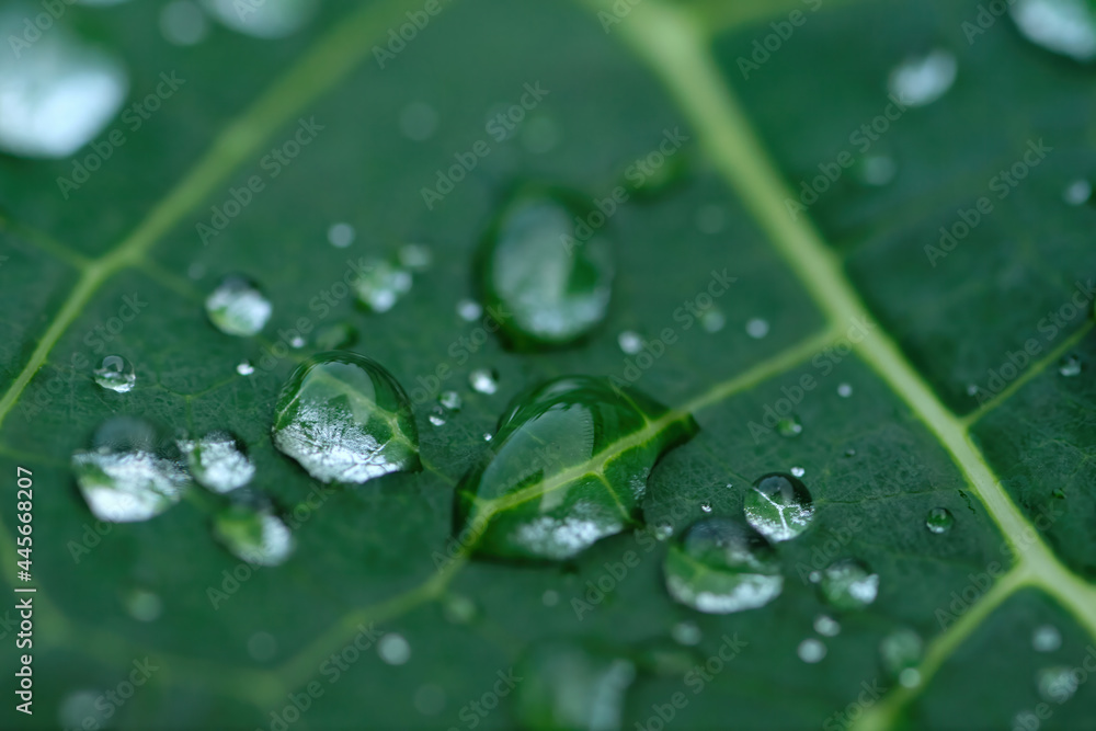 macro photograph with very narrow focusing of many small droplets of water remained on a green freshness leaf after heavy raining in rainy season macro photograph with very narrow focusing of many small droplets of water remained on a green freshness leaf after heavy raining in rainy season