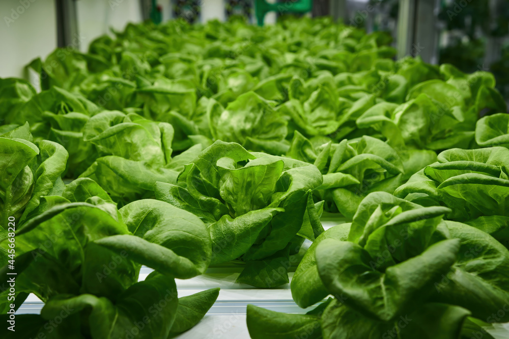 green butter heads growing at indoor led light base agricultural farm green butter heads growing at indoor led light base agricultural farm