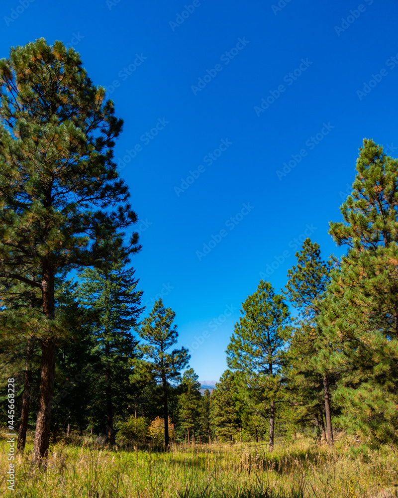 beautiful hiking landscape in colorado filled with many trees during a sunny day