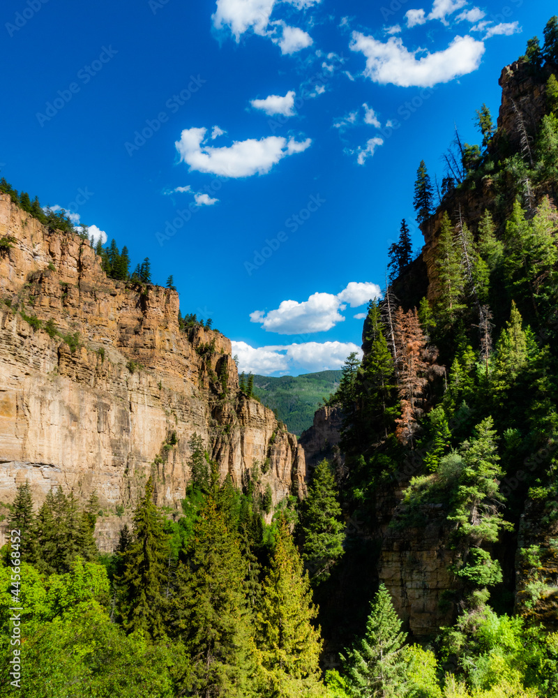 large canyon filled with many trees in colorado during a sunny day