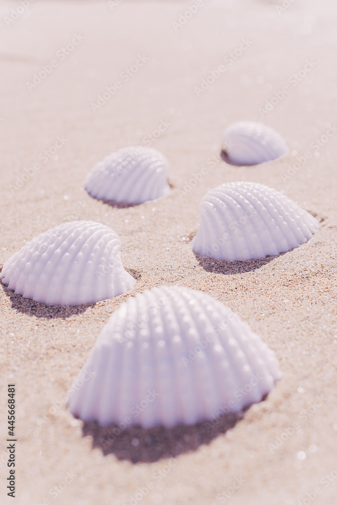 Summer concept background with seashells, shells on sand tropical sea beach. Design of summer vacation holiday concept. Summer concept background with seashells, shells on sand tropical sea beach. Design of summer vacation holiday concept.