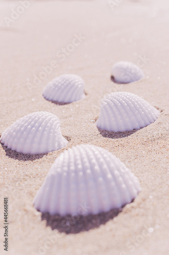 Summer concept background with seashells  shells on sand tropical sea beach. Design of summer vacation holiday concept.
