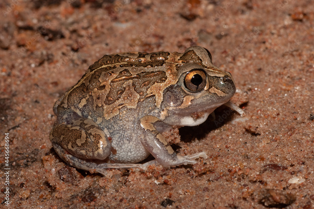 Close up of an Australian Long-footed Frog Close up of an Australian Long-footed Frog