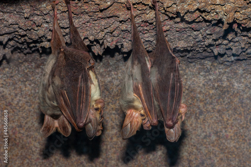 Schilderij op canvas Australian Ghost Bats at roost