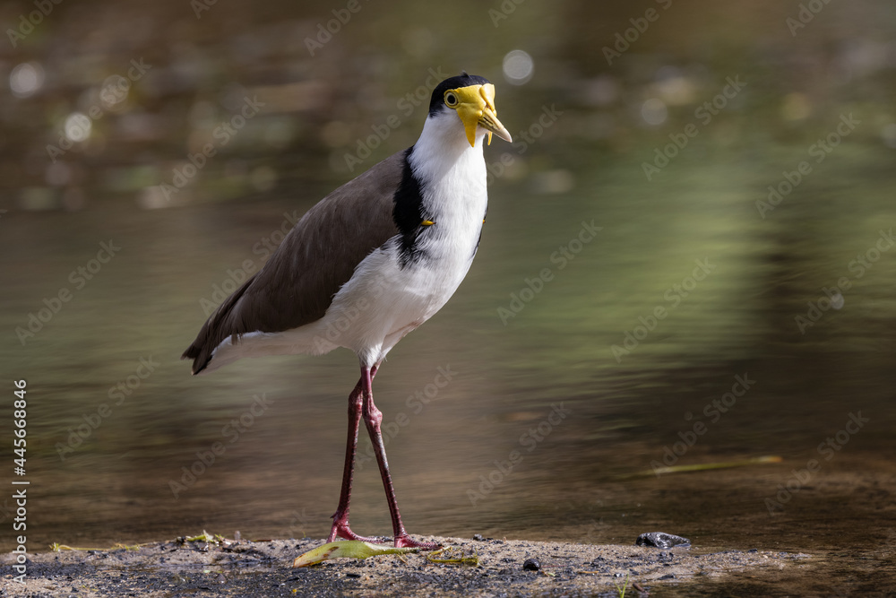 Obraz premium Australian Masked Lapwing on sandy beach