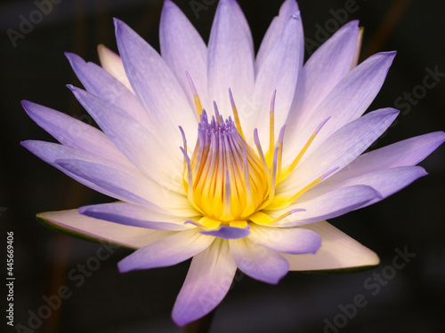 Water lily