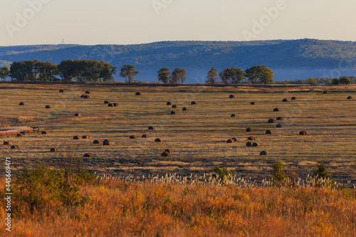 Agricultural field. Rolled hay pieces lie on a mown field in the fall.