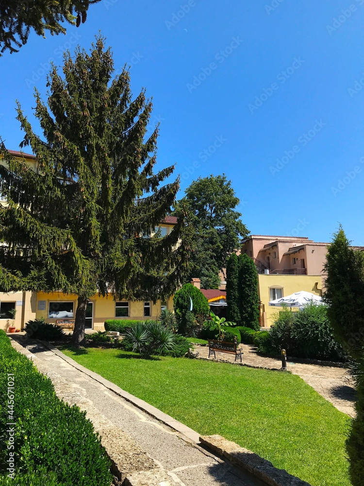 a tall spruce tree on the lawn near the house against the blue sky on a sunny day. Bulgaria. Balchik
