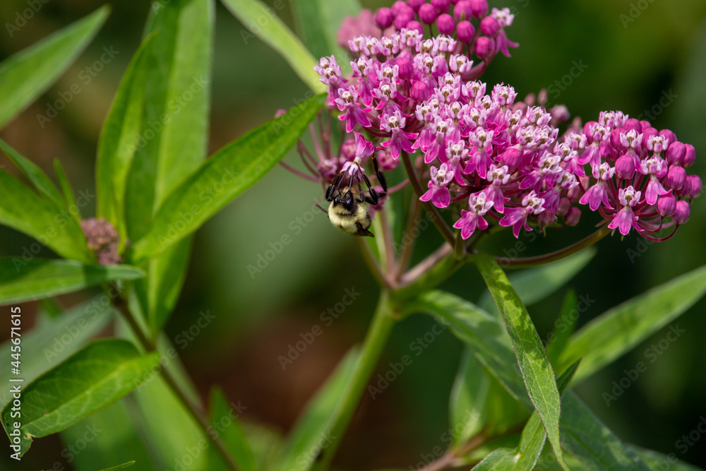 Macro abstract view of a bumblebee feeding on the flower blossoms of a beautiful rosy pink swamp milkweed plant (asclepias incarnata), with defocused background
Macro abstract view of a bumblebee feeding on the flower blossoms of a beautiful rosy pink swamp milkweed plant (asclepias incarnata), with defocused background