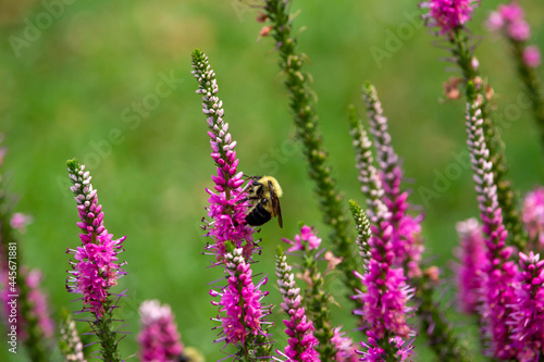 Abstract macro view of a bumblebee feeding on the flower blossoms of a spiked speedwell (veronica spicata) plant, with defocused background photo