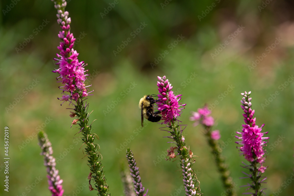 Abstract macro view of a bumblebee feeding on the flower blossoms of a spiked speedwell (veronica spicata) plant, with defocused background Abstract macro view of a bumblebee feeding on the flower blossoms of a spiked speedwell (veronica spicata) plant, with defocused background