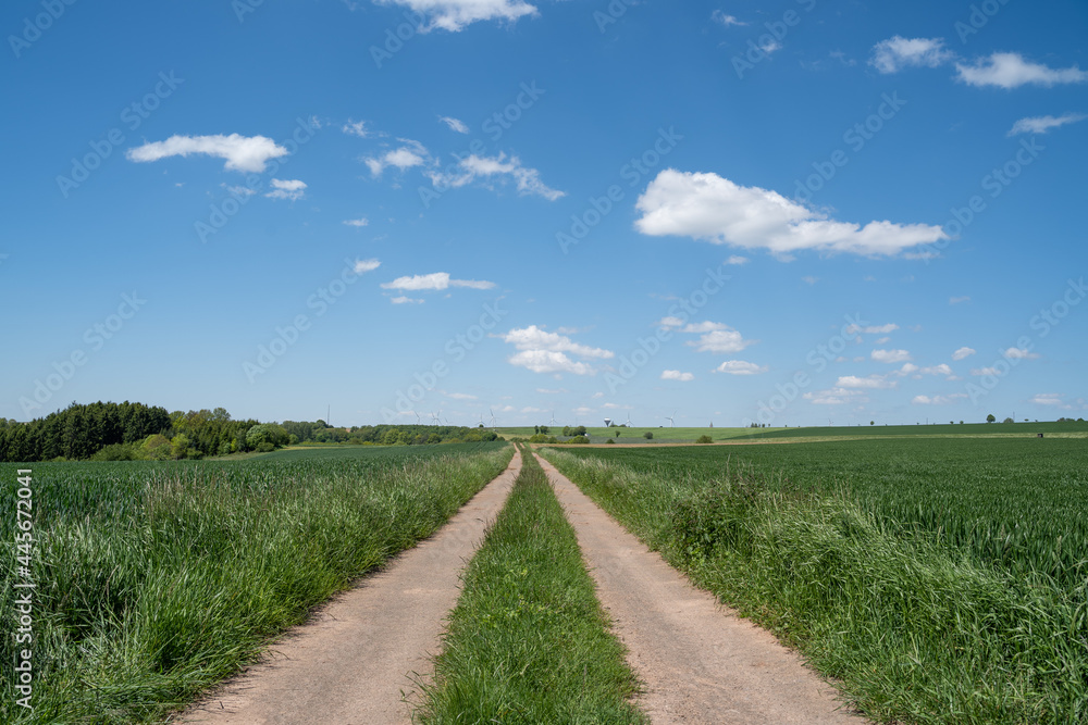 Tractor road in the green fresh cornfield with nice blue sky Tractor road in the green fresh cornfield with nice blue sky