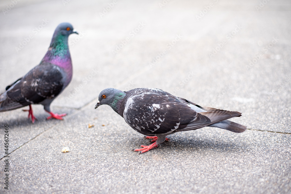 Pigeon looking for food Pigeon looking for food