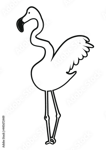 Flamingo