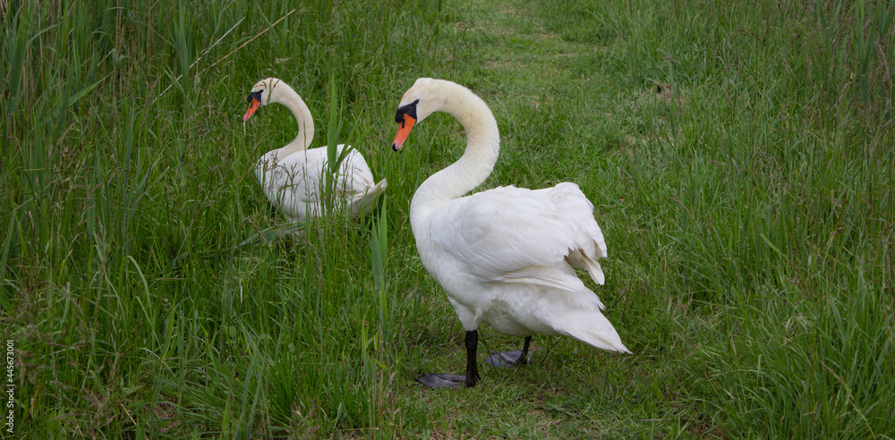 Swans in Brussa park, Italy. Male swan on the path in the middle of the tall grass. Swans in Brussa park, Italy. Male swan on the path in the middle of the tall grass.